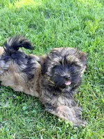 Bruno, a male Havanese for sale in Madison, WI – 5 of 5
