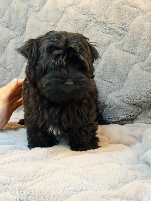 Chico – Havanese puppy for sale in Madison, WI