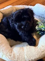 Ricco, a male Havanese for sale in Madison, WI – 6 of 6
