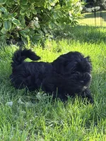 Ricco, a male Havanese for sale in Madison, WI – 4 of 6