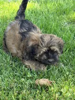 Bruno, a male Havanese for sale in Madison, WI – 4 of 5