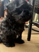 Chico, a male Havanese for sale in Madison, WI – 5 of 6