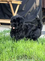 Ricco, a male Havanese for sale in Madison, WI – 2 of 6