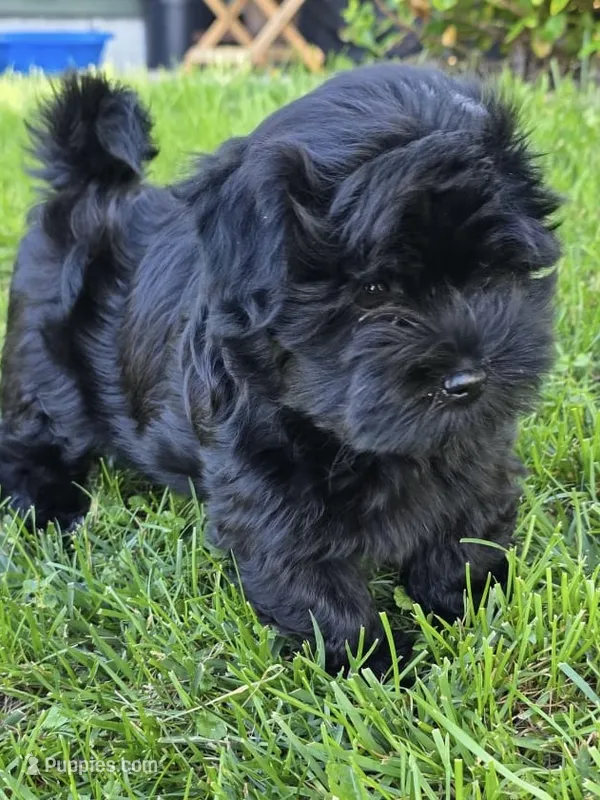 Ricco – Havanese puppy for sale in Madison, WI