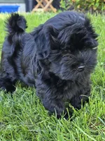 Ricco, a male Havanese for sale in Madison, WI – 1 of 6