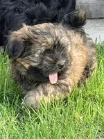 Bruno, a male Havanese for sale in Madison, WI – 3 of 5