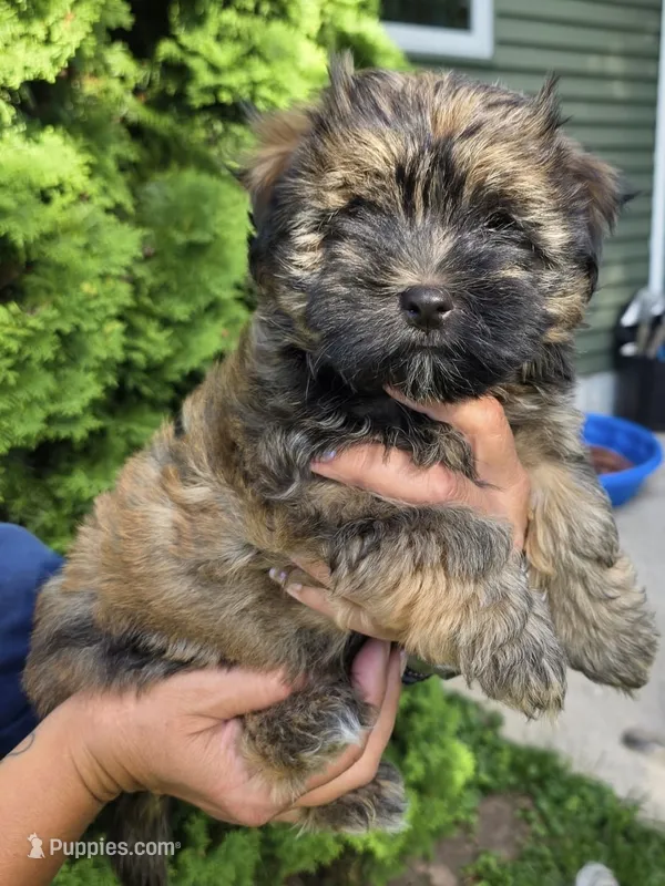 Bruno – Havanese puppy for sale in Madison, WI