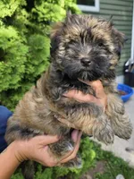 Bruno, a male Havanese for sale in Madison, WI – 1 of 5