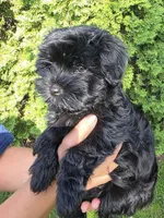 Ricco, a male Havanese for sale in Madison, WI – 3 of 6