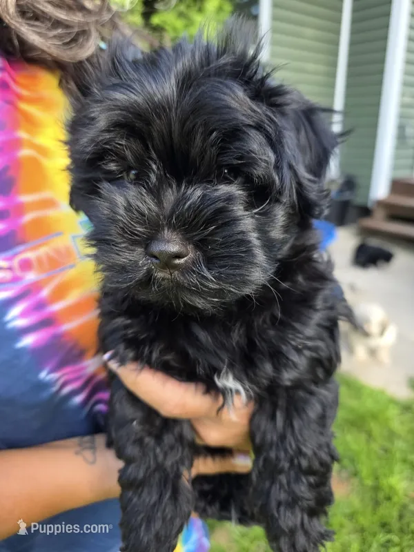 Chico – Havanese puppy for sale in Madison, WI