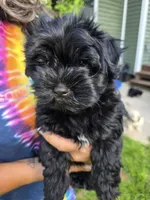 Chico, a male Havanese for sale in Madison, WI – 1 of 6