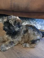 Bruno, a male Havanese for sale in Madison, WI – 2 of 5