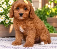 Bella, a female Miniature Goldendoodle for sale in Brentwood, TN – 2 of 3