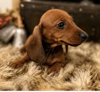AKC Bentley, a male Miniature Dachshund for sale in Brentwood, TN – 2 of 4