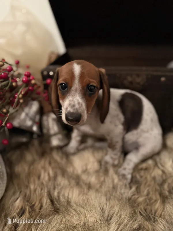 AKC Bella – Miniature Dachshund puppy for sale in Brentwood, TN
