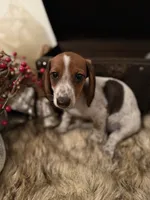 AKC Bella, a female Miniature Dachshund for sale in Brentwood, TN – 1 of 3