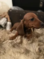 AKC Bentley, a male Miniature Dachshund for sale in Brentwood, TN – 3 of 4