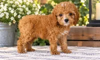 Mini Bentley, a male Miniature Goldendoodle for sale in Brentwood, TN – 3 of 4