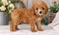 Mini Bentley, a male Miniature Goldendoodle for sale in Brentwood, TN – 4 of 4