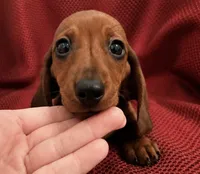 AKC Ruby, a female Miniature Dachshund for sale in Brentwood, TN – 1 of 3