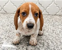 AKC Dolly, a female Miniature Dachshund for sale in Brentwood, TN – 2 of 2