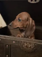 AKC Ginger, a female Miniature Dachshund for sale in Brentwood, TN – 3 of 3