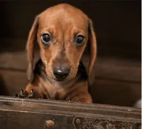 AKC Ginger, a female Miniature Dachshund for sale in Brentwood, TN – 2 of 3