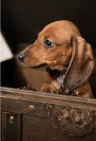 AKC Ginger, a female Miniature Dachshund for sale in Brentwood, TN – 3 of 3