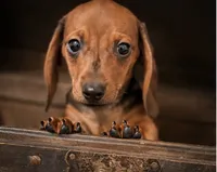 AKC Ginger, a female Miniature Dachshund for sale in Brentwood, TN – 1 of 3