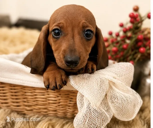 AKC Bentley – Miniature Dachshund puppy for sale in Brentwood, TN