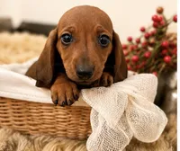 AKC Bentley, a male Miniature Dachshund for sale in Brentwood, TN – 1 of 4