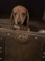 AKC Ginger, a female Miniature Dachshund for sale in Brentwood, TN – 2 of 3