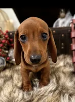 AKC Bentley, a male Miniature Dachshund for sale in Brentwood, TN – 3 of 4