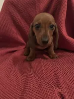 AKC Ruby, a female Miniature Dachshund for sale in Brentwood, TN – 2 of 4