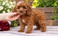 Bella, a female Miniature Goldendoodle for sale in Brentwood, TN – 1 of 3