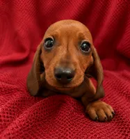 AKC Ruby, a female Miniature Dachshund for sale in Brentwood, TN – 2 of 3