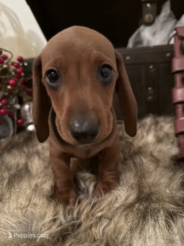 AKC Ruby – Miniature Dachshund puppy for sale in Brentwood, TN
