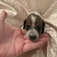 AKC Mini Weenies, a  Miniature Dachshund for sale in Brentwood, TN – 5 of 6
