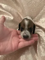 Mini Weenies, a  Miniature Dachshund for sale in Brentwood, TN – Photo 5 of 6