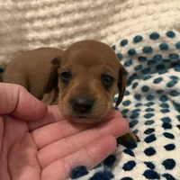AKC Mini Weenies, a  Miniature Dachshund for sale in Brentwood, TN – 3 of 6