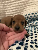 Mini Weenies, a  Miniature Dachshund for sale in Brentwood, TN – Photo 3 of 6