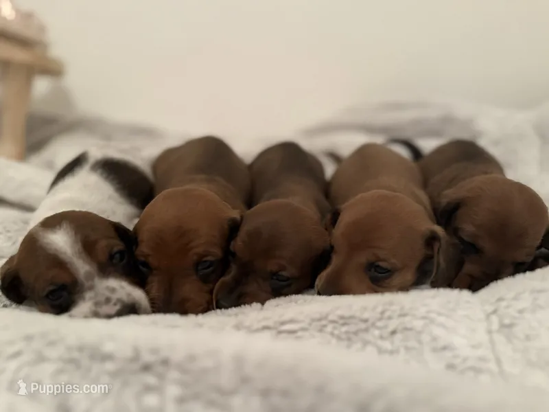 Mini Weenies
