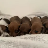 AKC Mini Weenies, a  Miniature Dachshund for sale in Brentwood, TN – 1 of 6