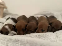 Mini Weenies, a  Miniature Dachshund for sale in Brentwood, TN – Photo 1 of 6