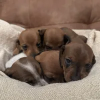AKC Mini Weenies, a  Miniature Dachshund for sale in Brentwood, TN – 6 of 6