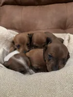 Mini Weenies, a  Miniature Dachshund for sale in Brentwood, TN – Photo 6 of 6