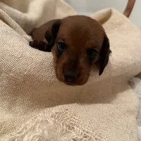 AKC Mini Weenies, a  Miniature Dachshund for sale in Brentwood, TN – 2 of 6