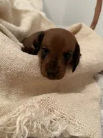 Mini Weenies, a  Miniature Dachshund for sale in Brentwood, TN – Photo 2 of 6