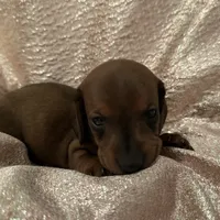 AKC Mini Weenies, a  Miniature Dachshund for sale in Brentwood, TN – 4 of 6