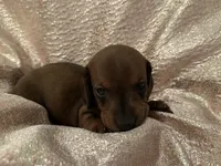 Mini Weenies, a  Miniature Dachshund for sale in Brentwood, TN – Photo 4 of 6